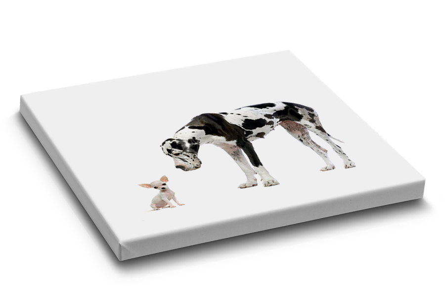 Volunteer engaged in community work